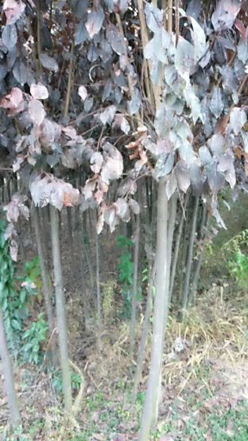 大量优质红叶李紫叶李，产地现挖现发，成活率高，提供技术指