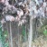 大量优质红叶李紫叶李，产地现挖现发，成活率高，提供技术指