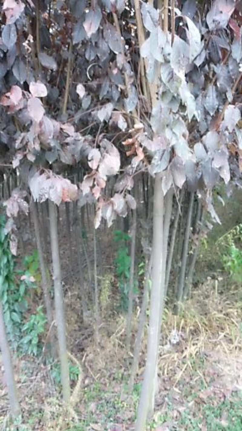 大量优质红叶李紫叶李，产地现挖现发，成活率高，提供技术指