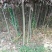 大量优质红叶李紫叶李，产地现挖现发，成活率高，提供技术指