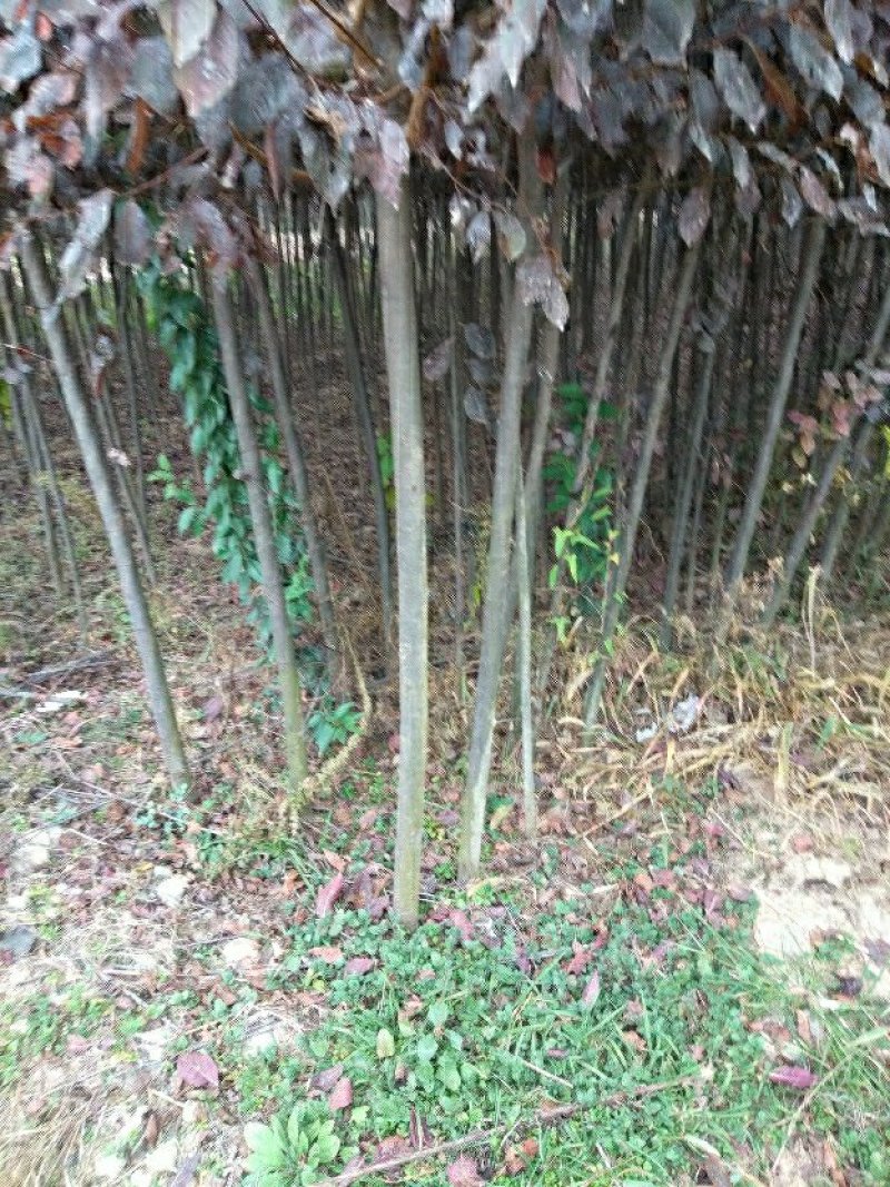 大量优质红叶李紫叶李，产地现挖现发，成活率高，提供技术指