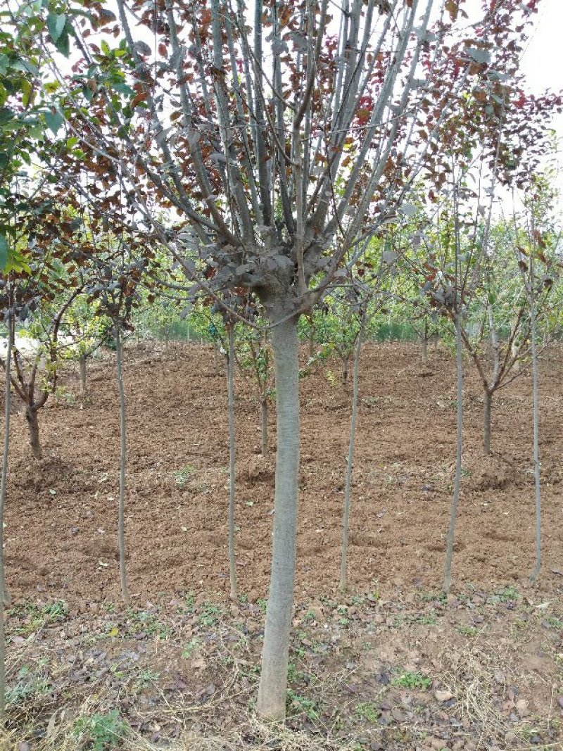 大量优质红叶李紫叶李，产地现挖现发，成活率高，提供技术指