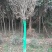 大量优质红叶李紫叶李，产地现挖现发，成活率高，提供技术指