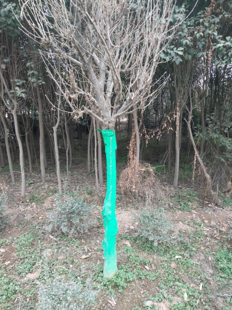 大量优质红叶李紫叶李，产地现挖现发，成活率高，提供技术指