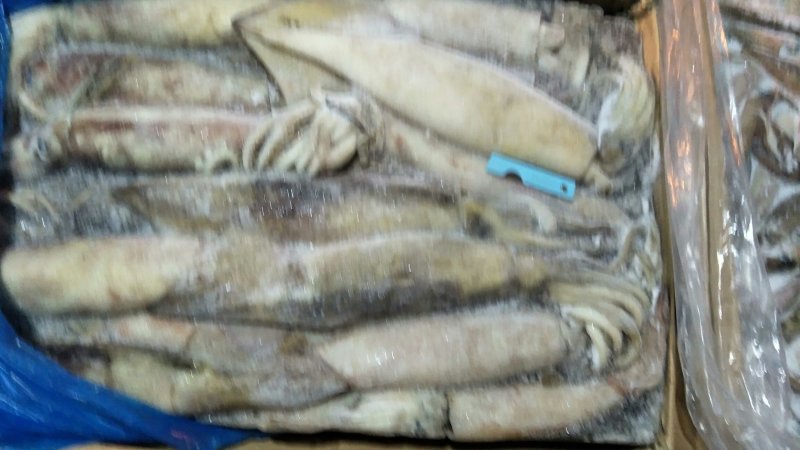 鱿鱼