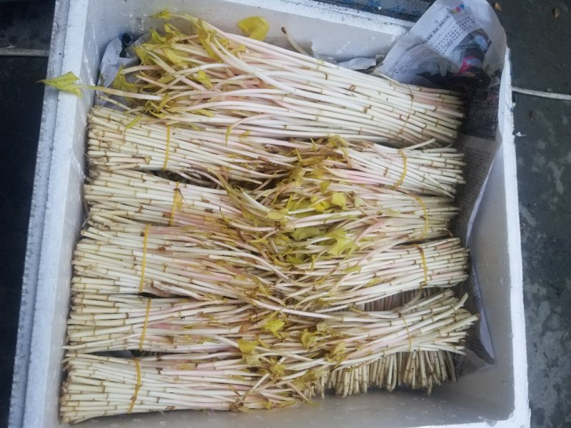 鱼腥草新鲜嫩根折耳根湖北节儿根凉拌农家特产