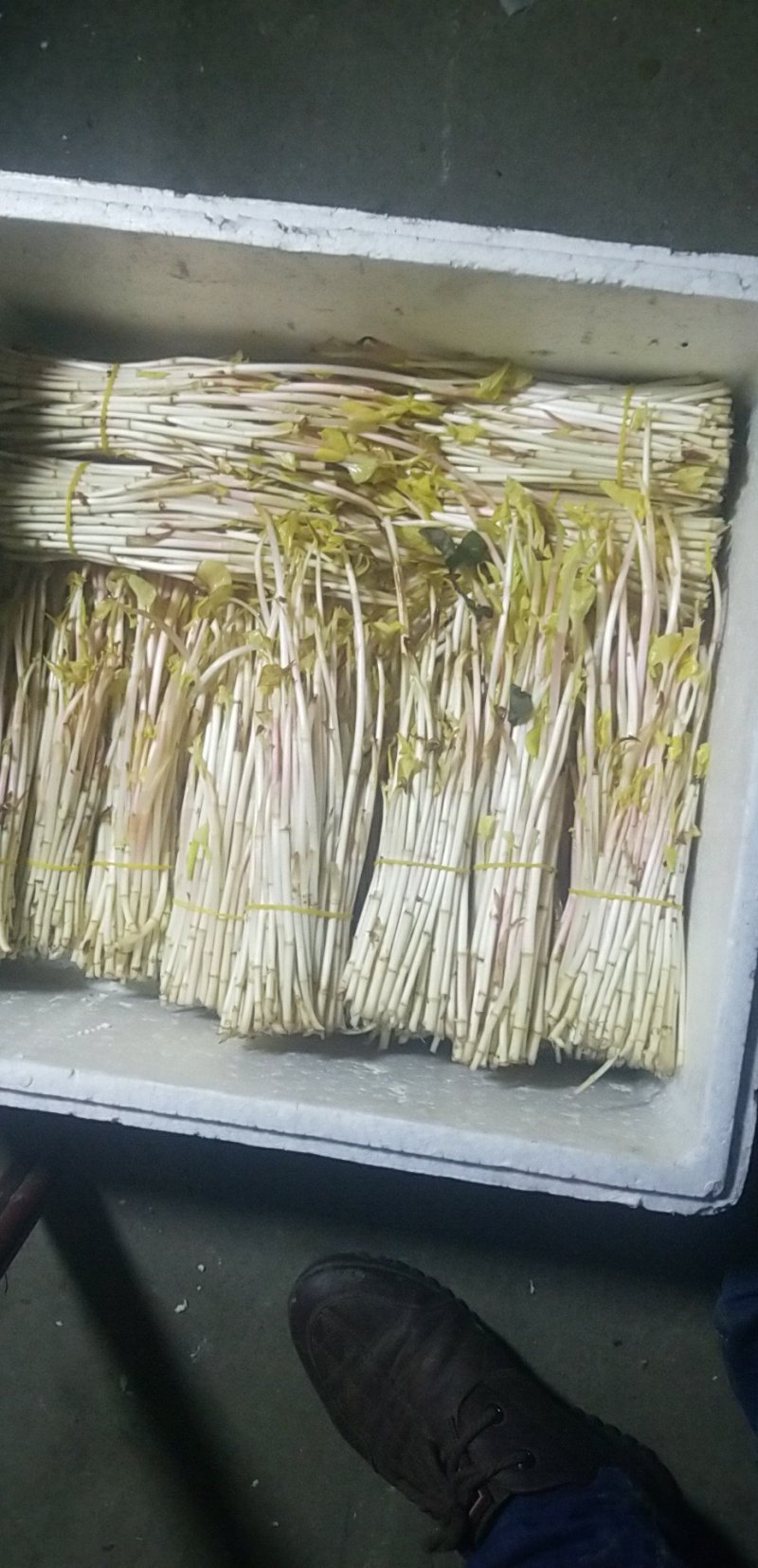 鱼腥草新鲜嫩根折耳根湖北节儿根凉拌农家特产