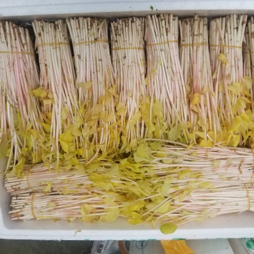 鱼腥草新鲜嫩根折耳根湖北节儿根凉拌农家特产
