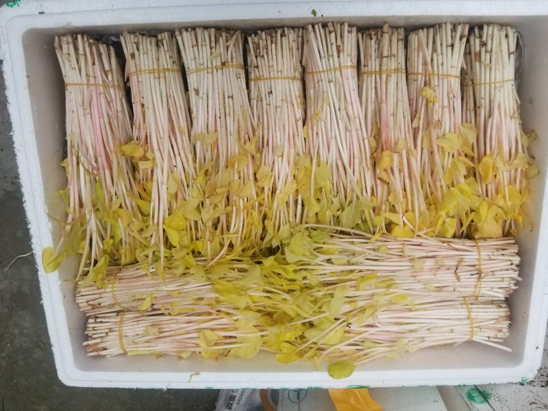 鱼腥草新鲜嫩根折耳根湖北节儿根凉拌农家特产