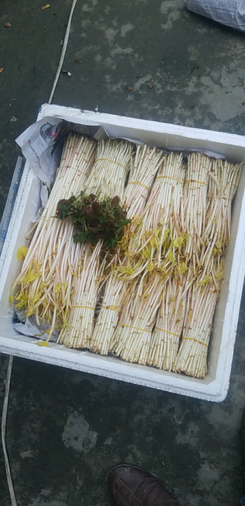 鱼腥草新鲜嫩根折耳根湖北节儿根凉拌农家特产