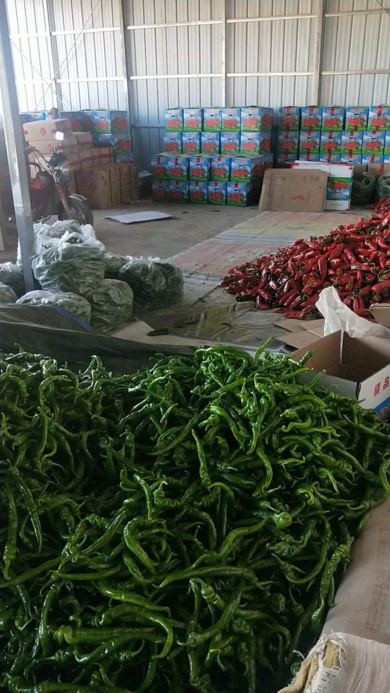 尖红椒，螺丝椒，圆红，树椒