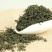 高山绿茶