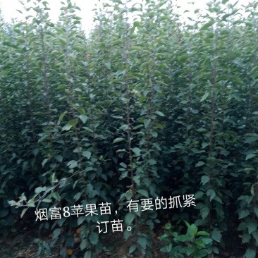 红路，新红星，烟富8号苹果苗子，品种齐全，价格优惠