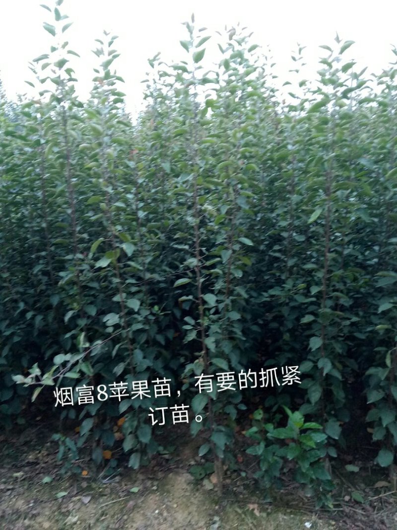 红路，新红星，烟富8号苹果苗子，品种齐全，价格优惠