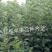 红路，新红星，烟富8号苹果苗子，品种齐全，价格优惠