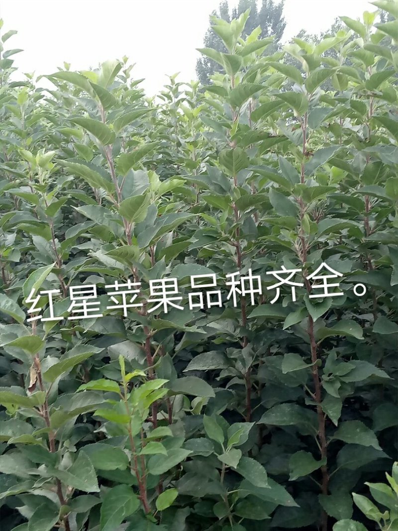 红路，新红星，烟富8号苹果苗子，品种齐全，价格优惠