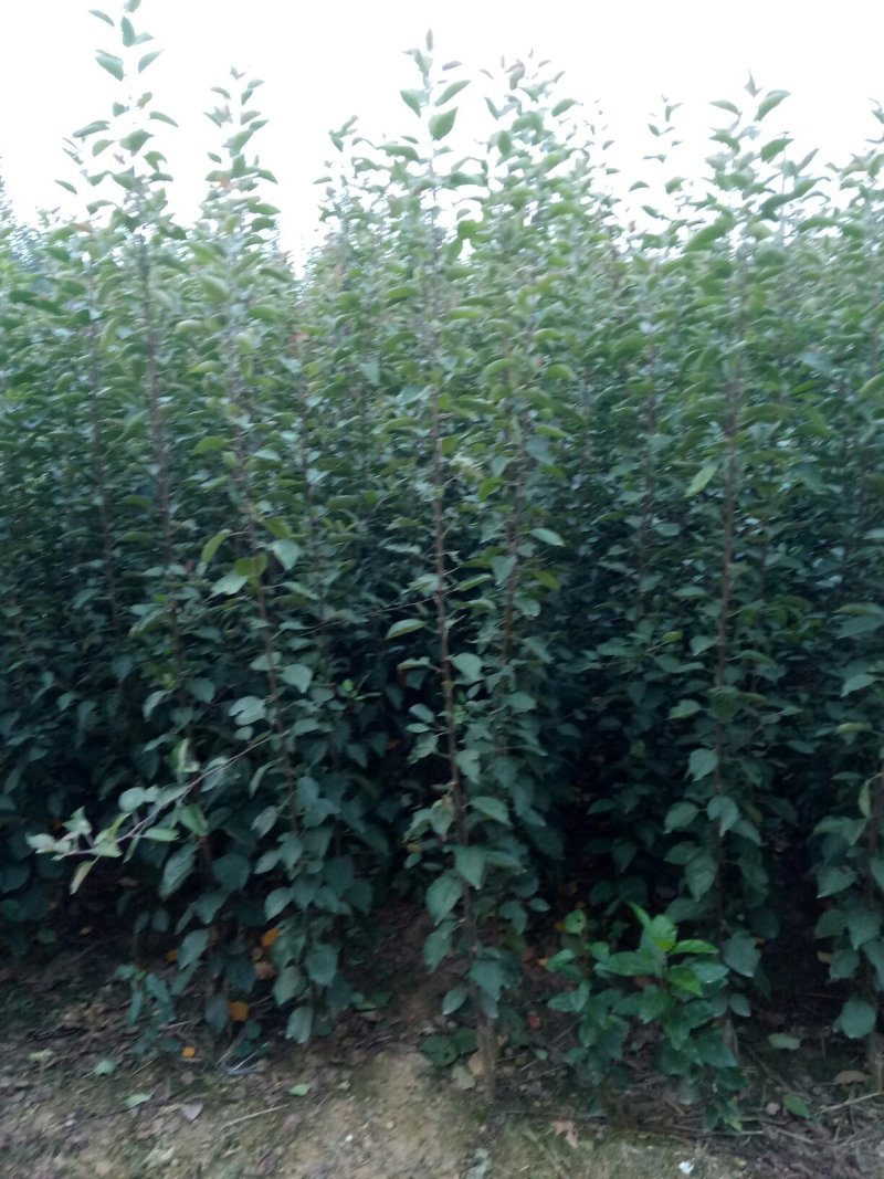 红路，新红星，烟富8号苹果苗子，品种齐全，价格优惠