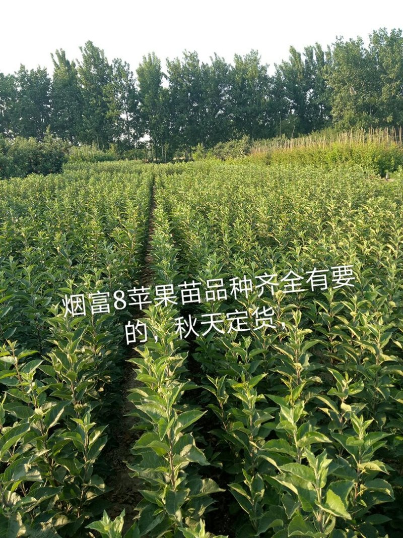 红路，新红星，烟富8号苹果苗子，品种齐全，价格优惠