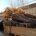 红路，新红星，烟富8号苹果苗子，品种齐全，价格优惠