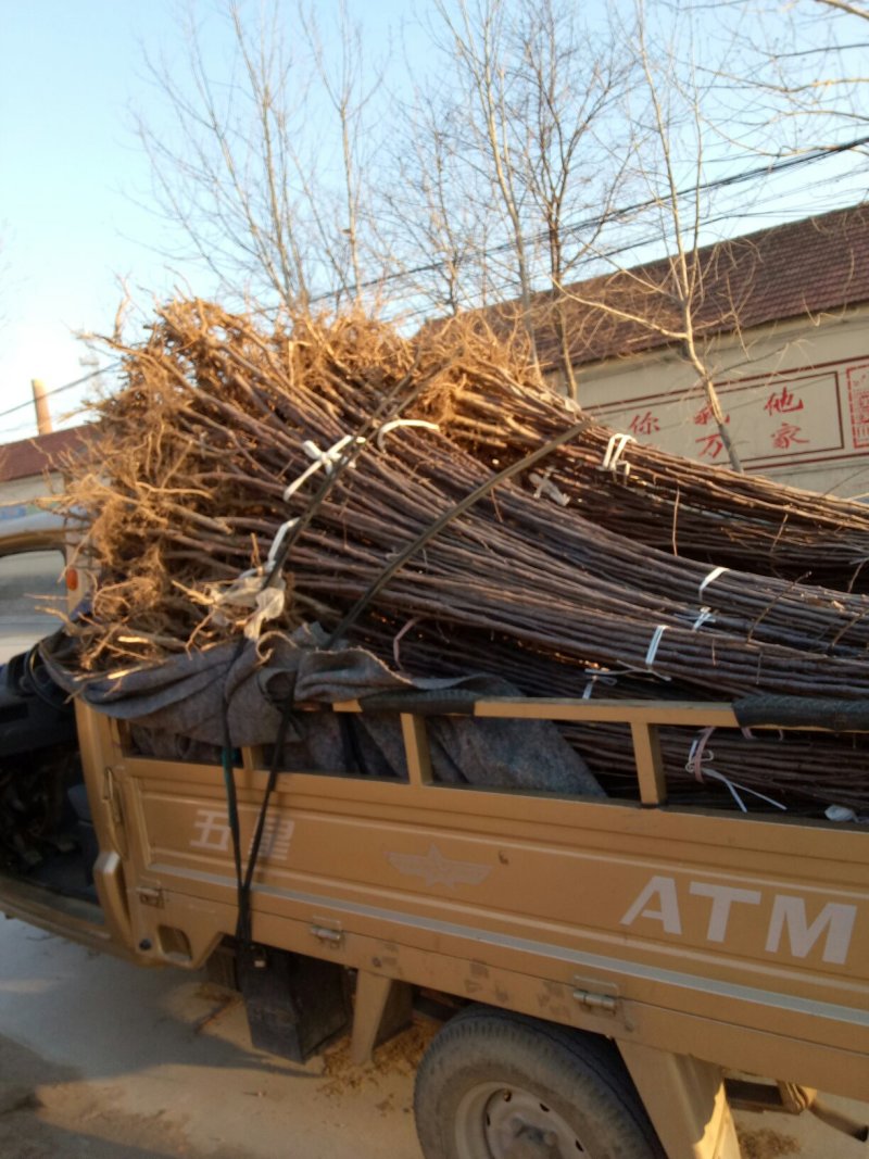 红路，新红星，烟富8号苹果苗子，品种齐全，价格优惠