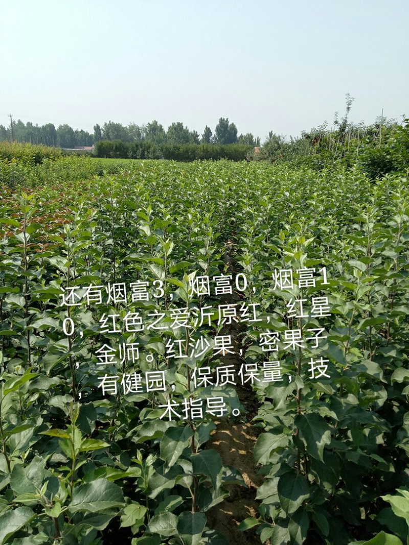 红路，新红星，烟富8号苹果苗子，品种齐全，价格优惠