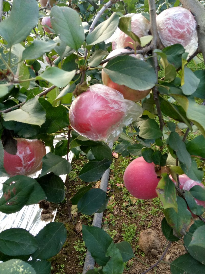 红路，新红星，烟富8号苹果苗子，品种齐全，价格优惠