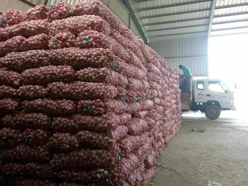大蒜、蒜米、红皮大蒜、蒜米料产地发货、可以加工各种包装。