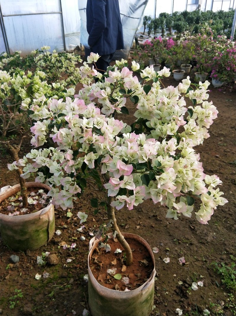 白花三角梅多色三角梅批发，三角梅悔价格