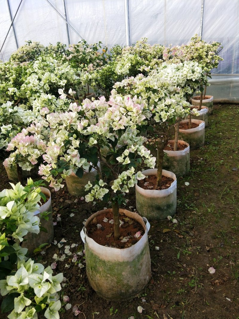 白花三角梅多色三角梅批发，三角梅悔价格