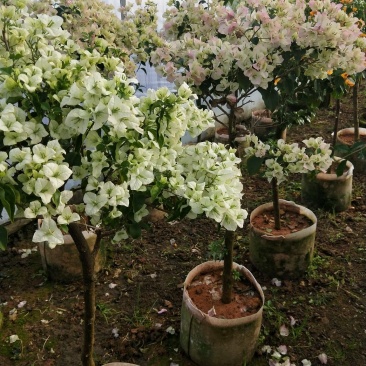 白花三角梅多色三角梅批发，三角梅悔价格