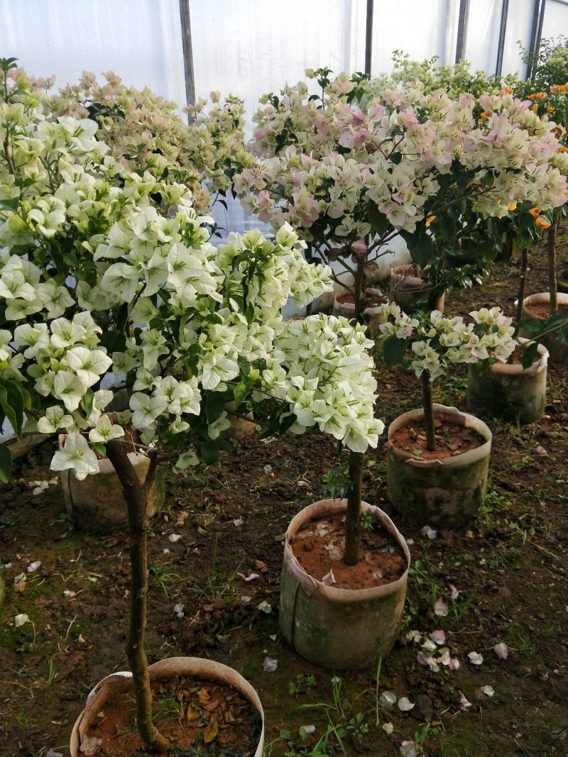 白花三角梅多色三角梅批发，三角梅悔价格