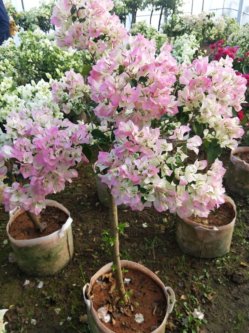白花三角梅多色三角梅批发，三角梅悔价格