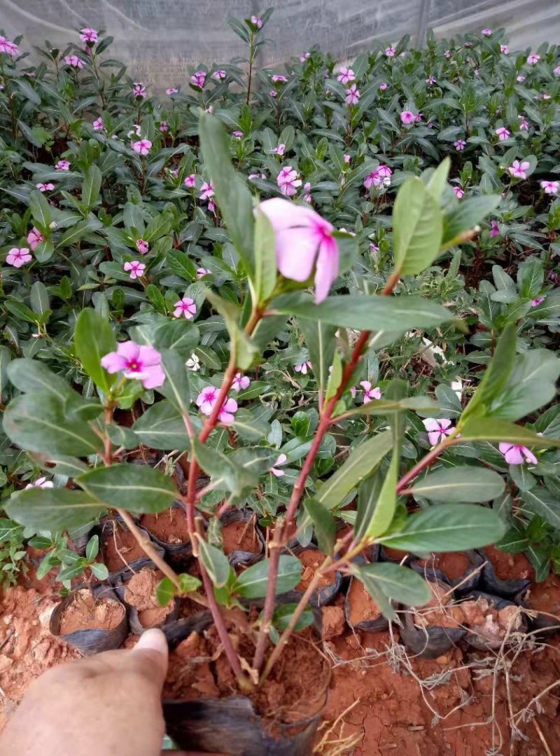 长春花地被长春花红盆长春花长春花价格基地直销