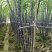 黑波甘蔗