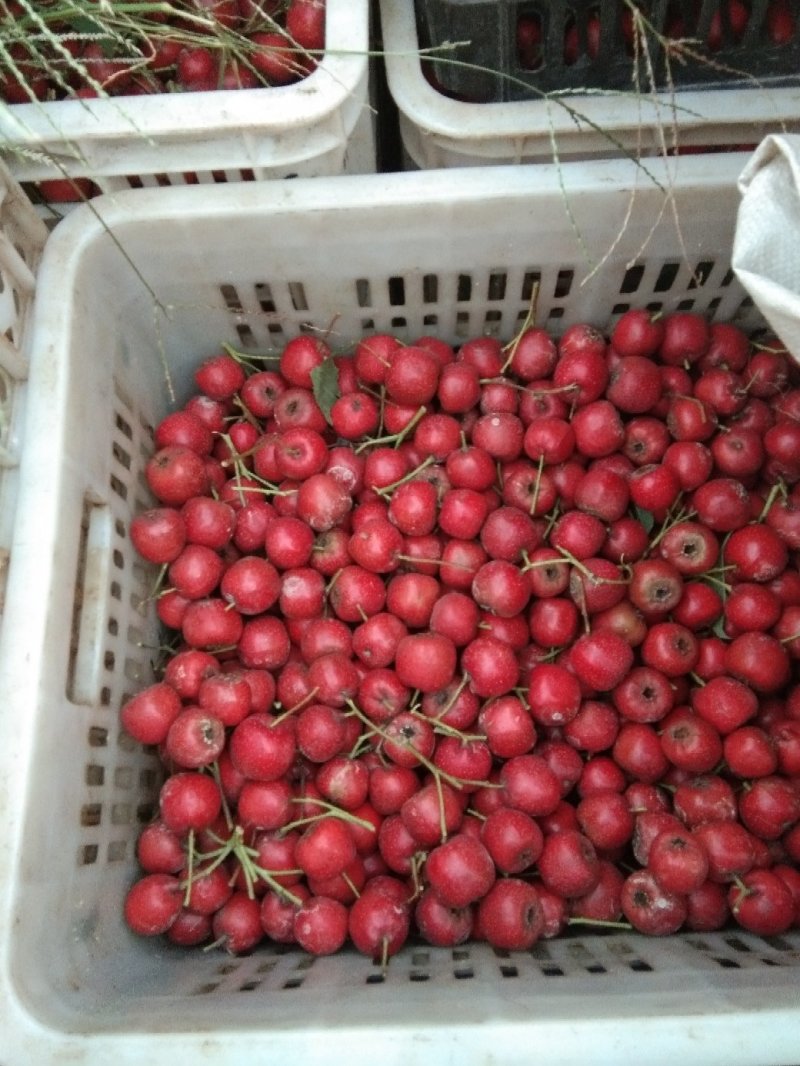 歪把红山楂产地直发常年供货量大从优欢迎订购