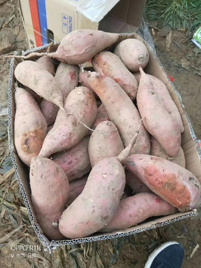 济薯26红薯，基地，货源充足济薯26、红香蕉