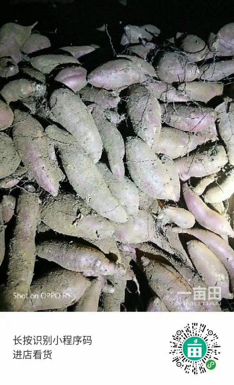 济薯26红薯，基地，货源充足济薯26、红香蕉