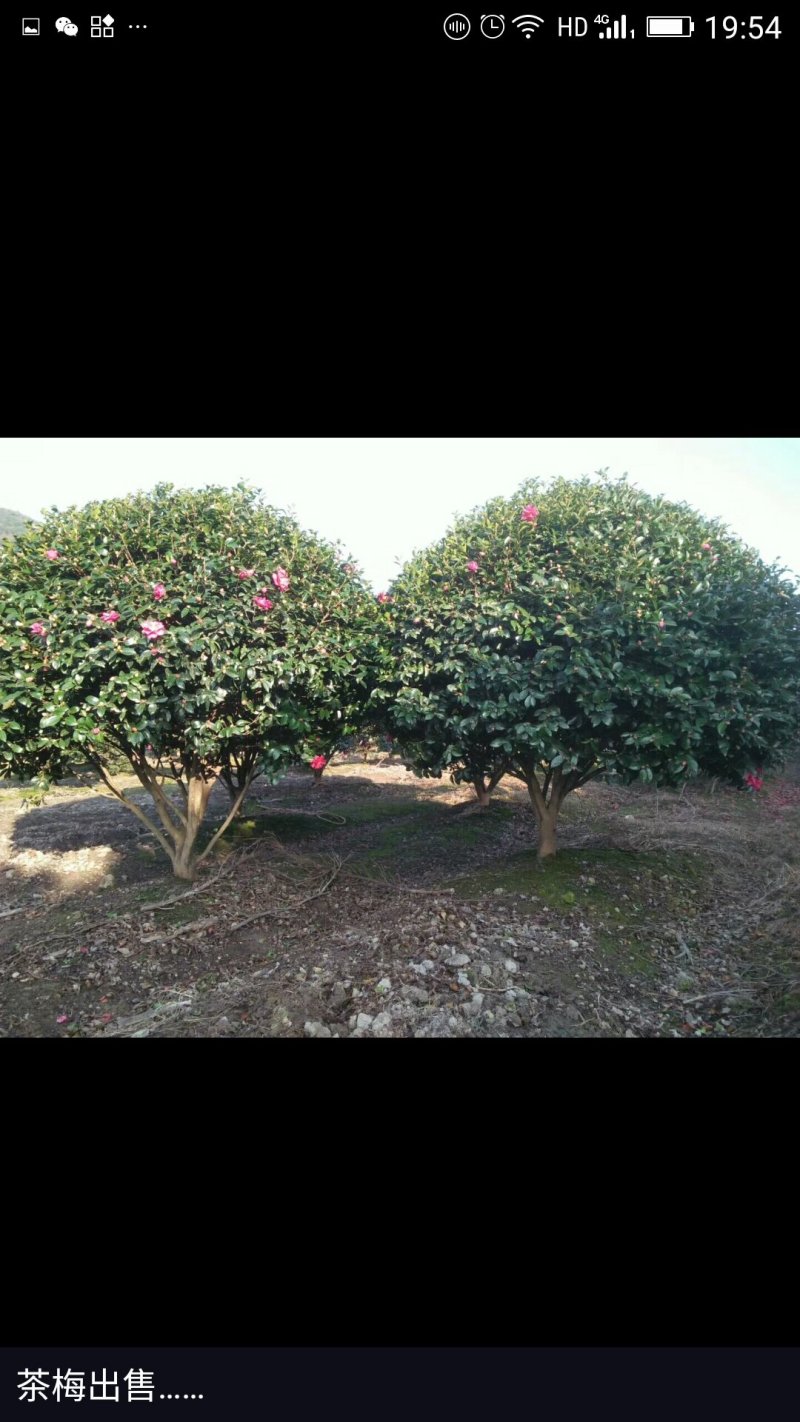 茶梅球树塔竹子