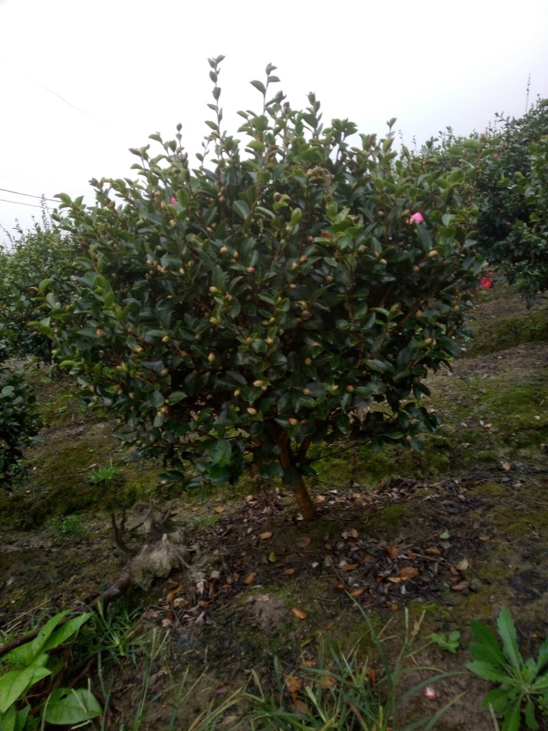 茶梅球树塔竹子