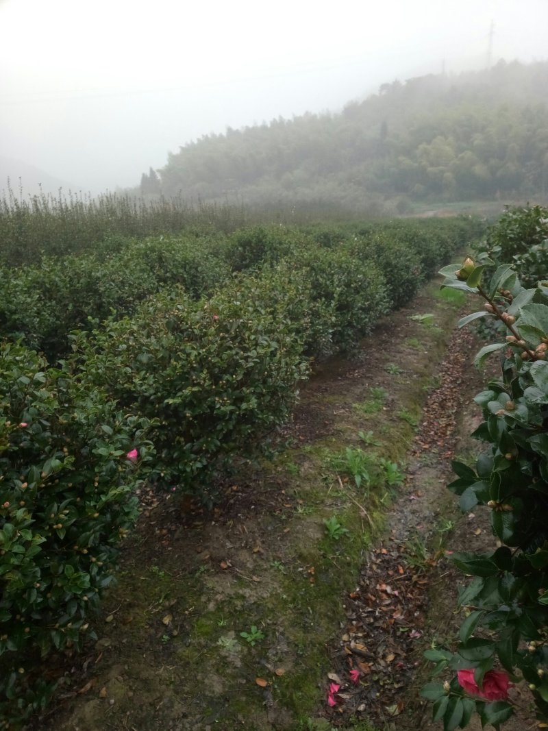 茶梅球树塔竹子