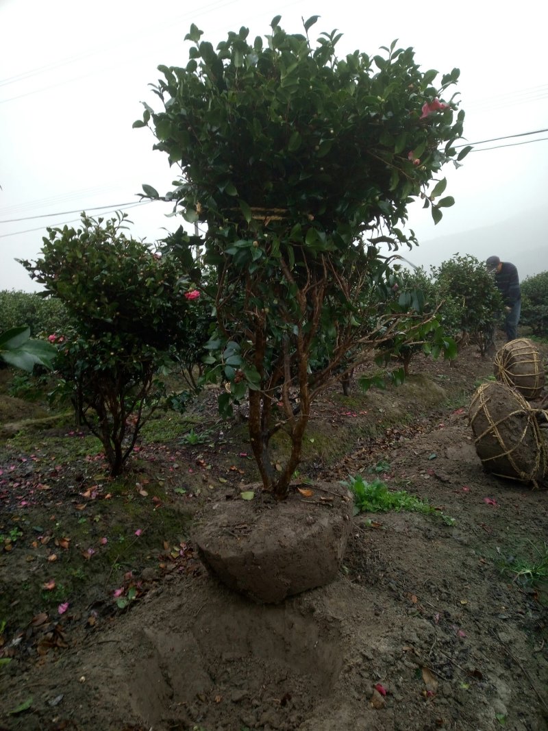 茶梅球树塔竹子
