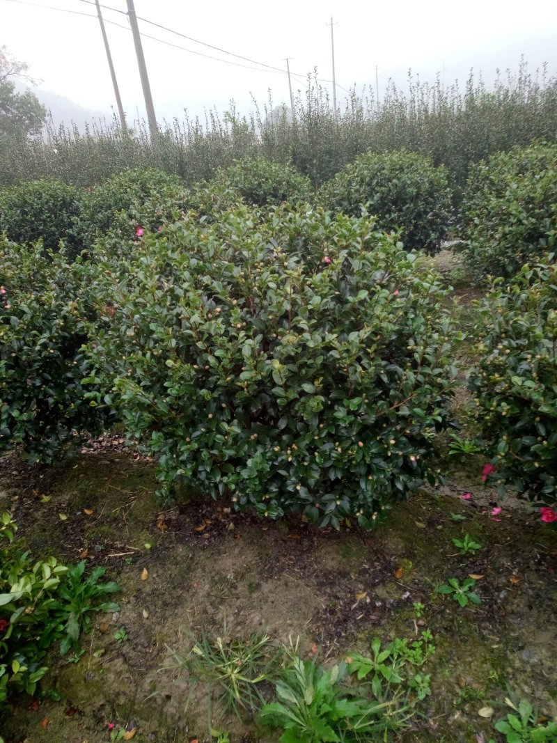 茶梅球树塔竹子