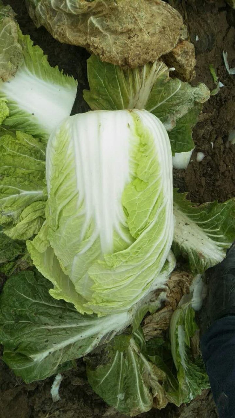 常年代收代发各种精品叶菜，上海青，奶油白菜，油麦菜，大白