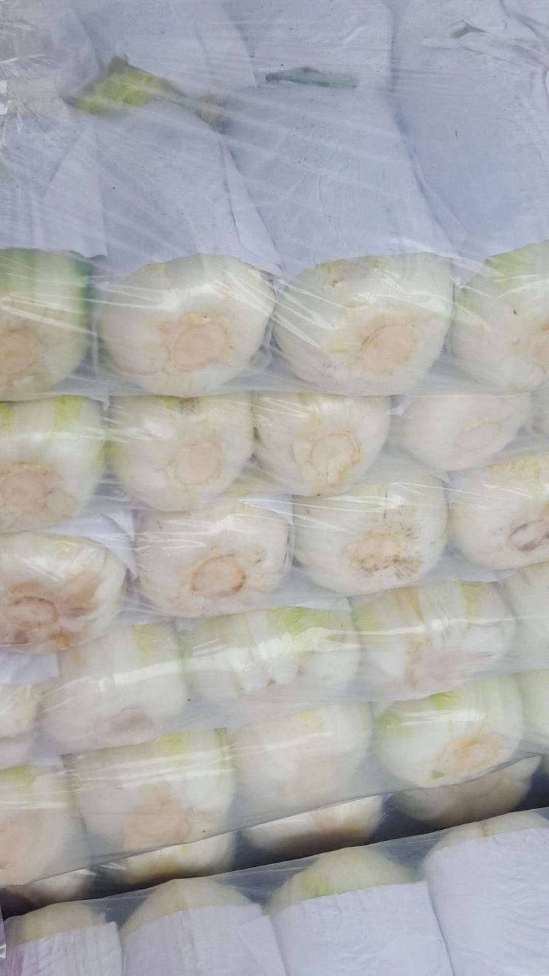 常年代收代发各种精品叶菜，上海青，奶油白菜，油麦菜，大白