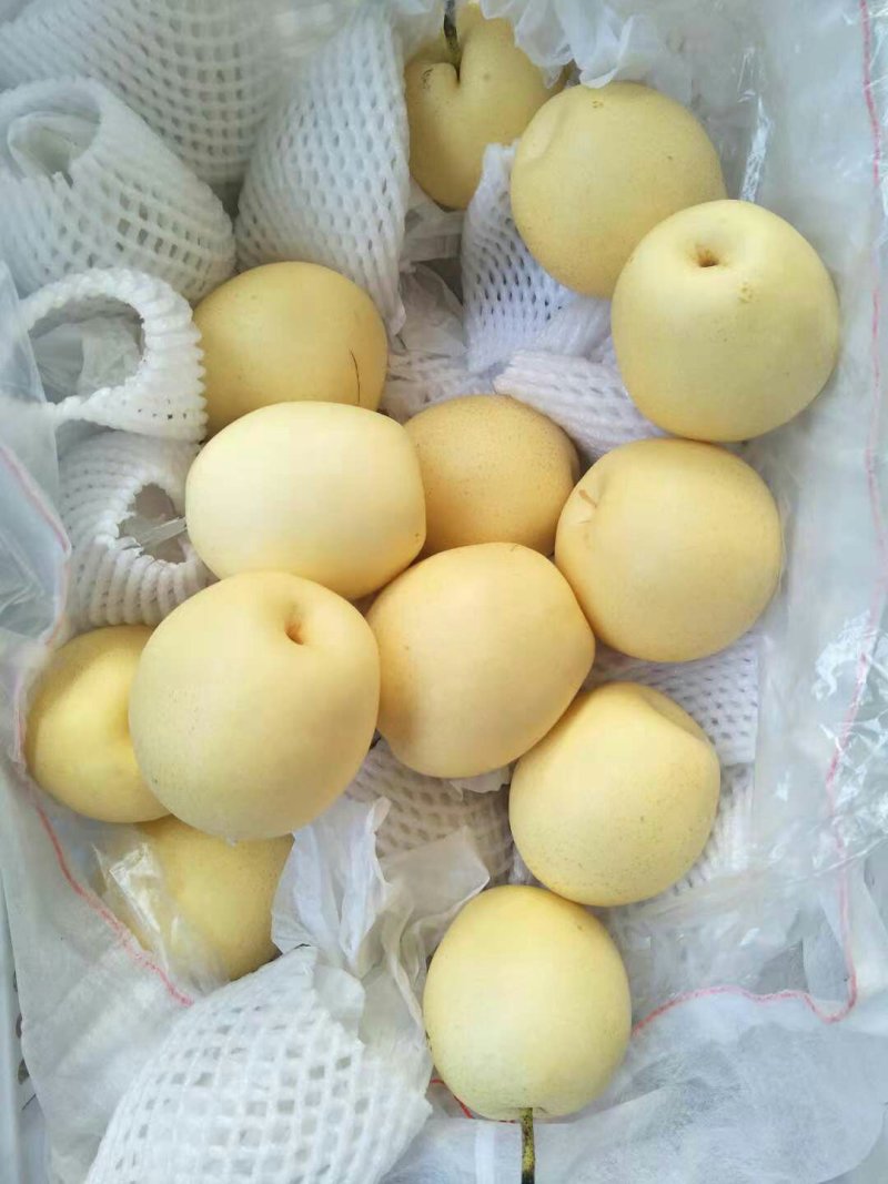 河北皇冠梨，皮薄芯小食用率高对接(电商，批发，商超市]等