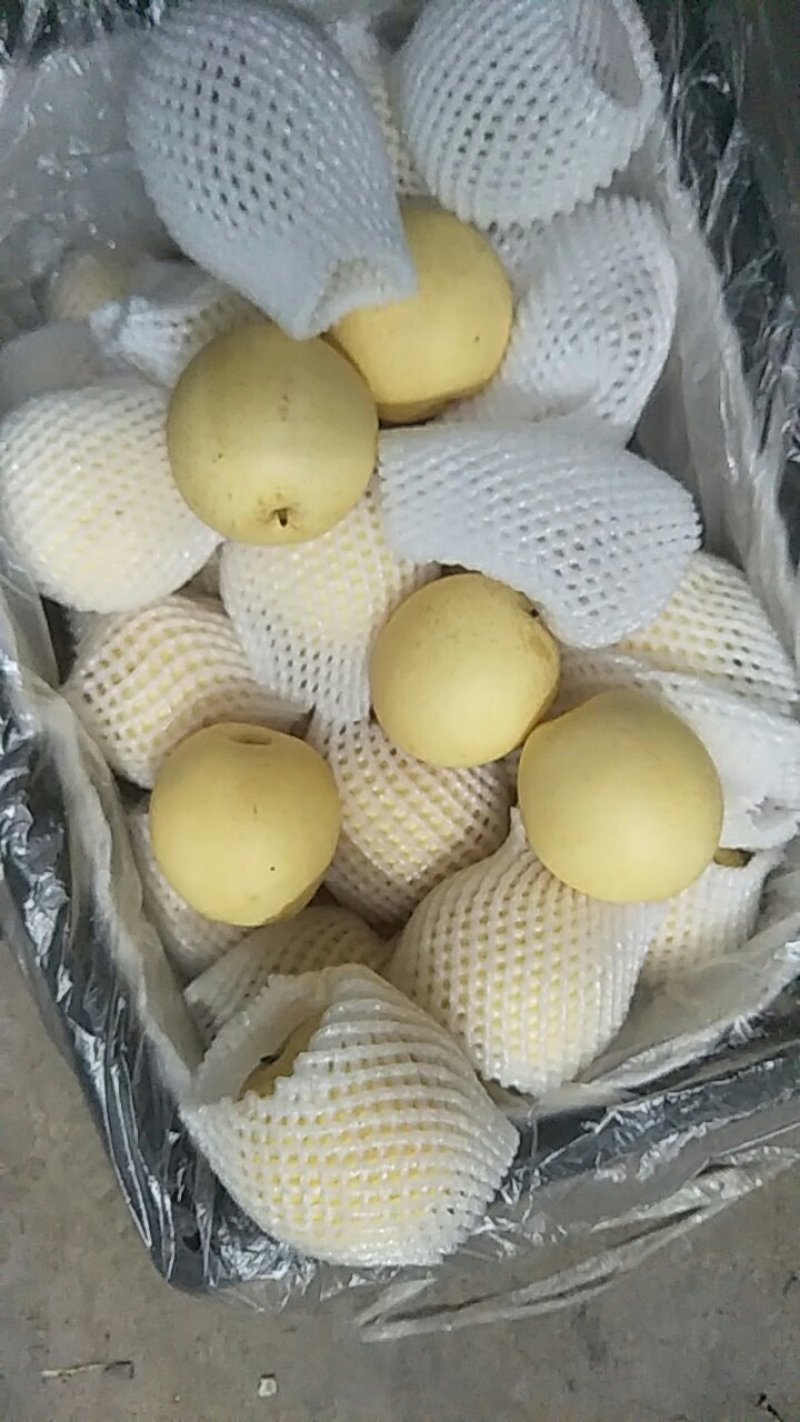河北皇冠梨，皮薄芯小食用率高对接(电商，批发，商超市]等