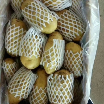 荷兰十五土豆大量供应，价格便宜冷库土豆货源充足