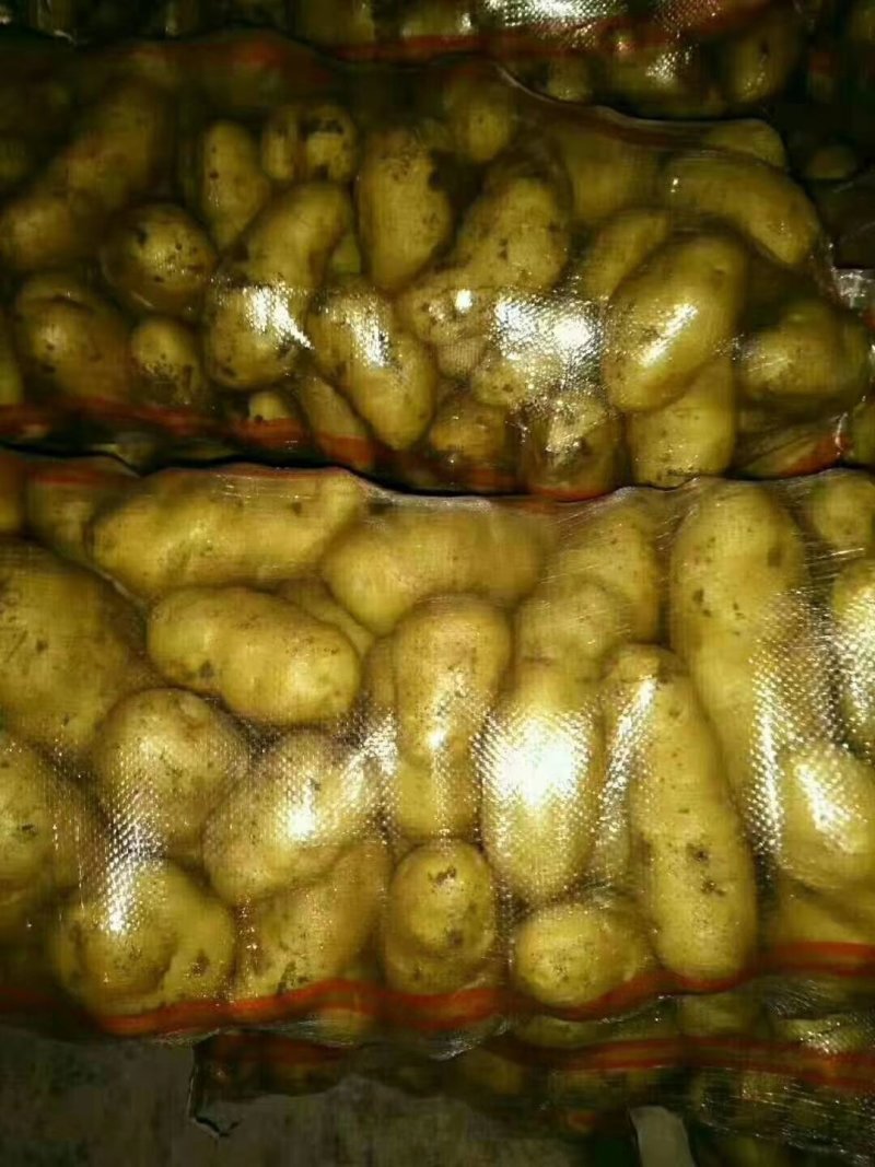 荷兰十五土豆大量供应，价格便宜冷库土豆货源充足