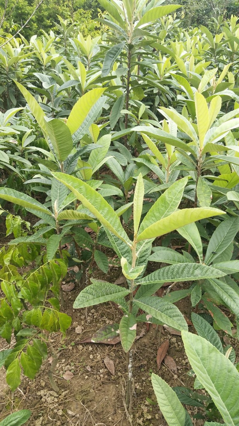 基地直供五星大枇杷地苗，杯苗