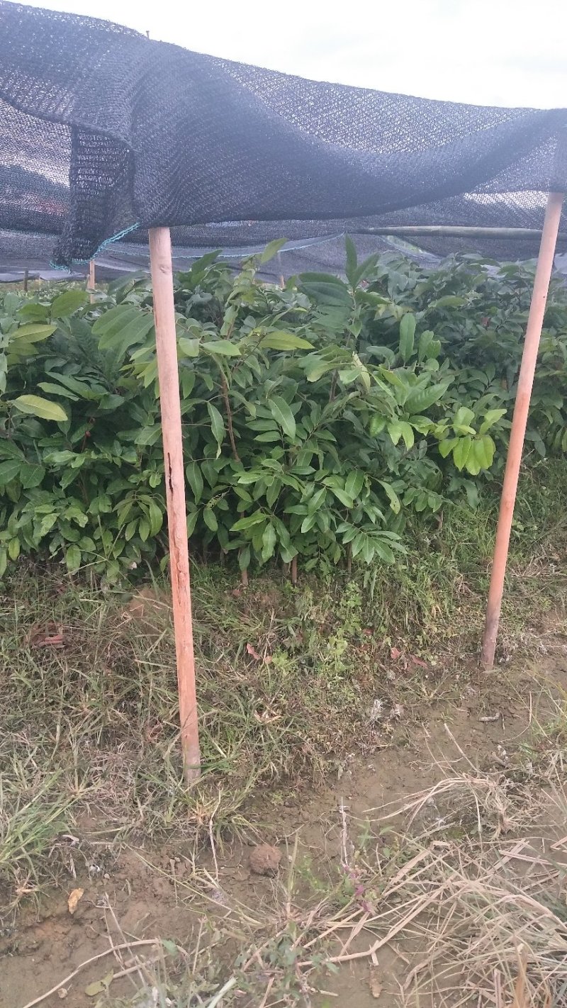 石硖龙眼苗，储良龙眼苗